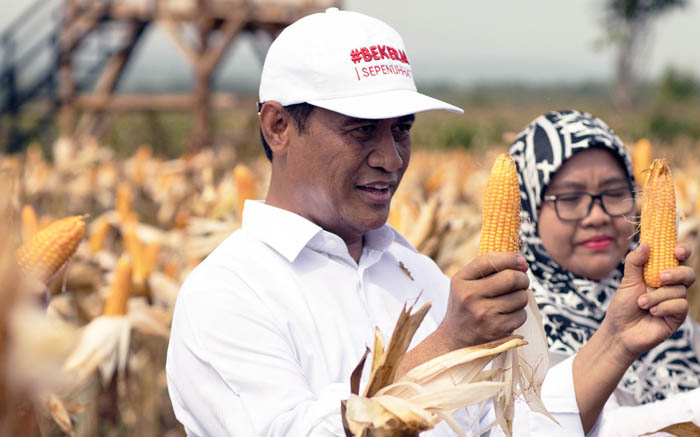 Mentan Panen Jagung di Tuban, Ditjen PSP Dukung  Alsintan untuk Petani